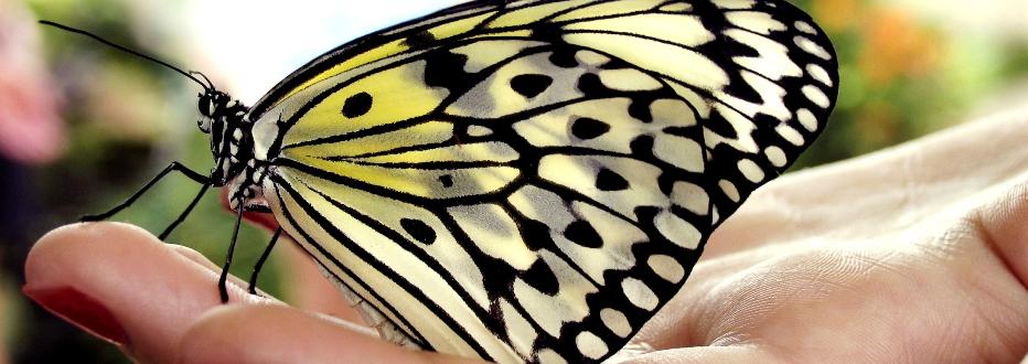 Butterfly Article by Dr. Walid Fitaihi